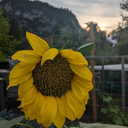 Gorski Biser Kwatera prywatna Mojstrana